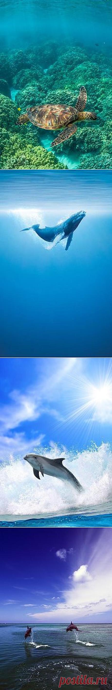OCEAN