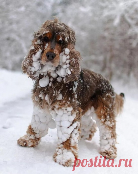 Скоро во всех дворах страны