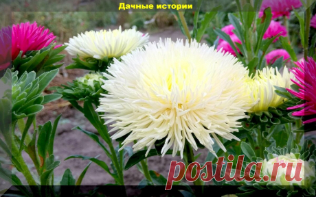 Цветник который сам себя засевает. Более тридцати цветов, которые хорошо размножаются самосевом | Дачные истории | Яндекс Дзен