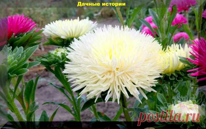 Цветник который сам себя засевает. Более тридцати цветов, которые хорошо размножаются самосевом | Дачные истории | Яндекс Дзен