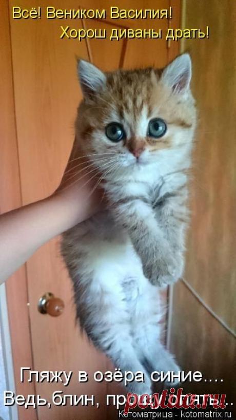 Лучшие котоматрицы недели / Питомцы