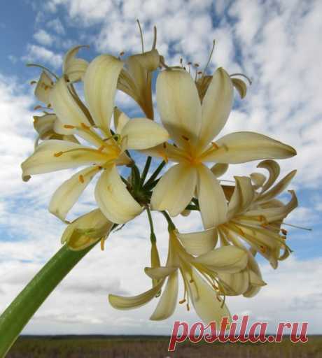 Мои любимые Кливии!!!