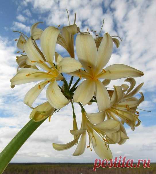 Мои любимые Кливии!!!