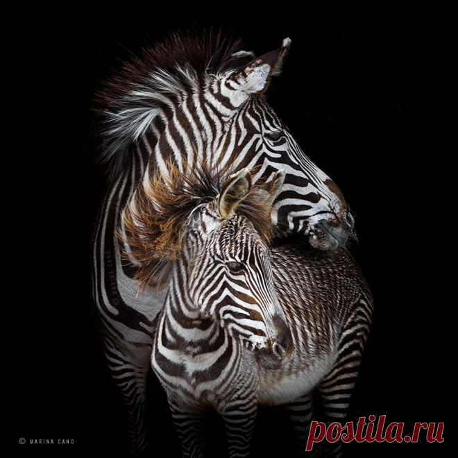 Fifty Shades of Grevy by Marina Cano / 500px