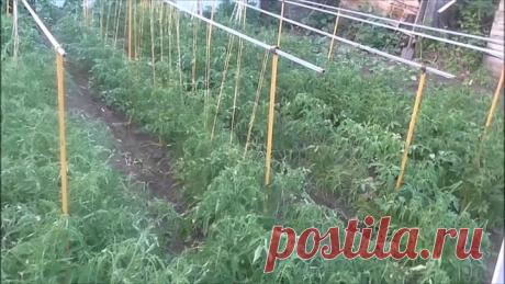 ФИТОФТОРА НА ПОМИДОРАХ !!! СРОЧНО ОБРАБОТАЙТЕ ЭТИМ !!!