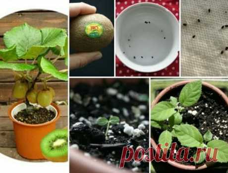 Киви: выращиваем как комнатное растение