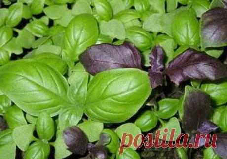 Базилик: от посадки и выращивания из семян до применения. Фото и описание полезных свойств базилика.