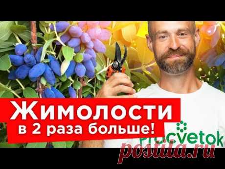 ЯГОД ЖИМОЛОСТИ БУДЕТ МНОГО, если сделать так осенью! Обрезка, обработка, посадка жимолости пошагово