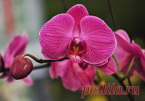 Какую орхидею выбрать новичку?