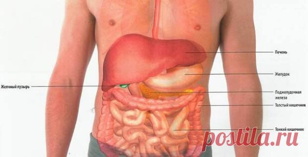 СТРЕЛЯЕТ В СПИНУ? ПРОВЕРЬ ПОДЖЕЛУДОЧНУЮ.