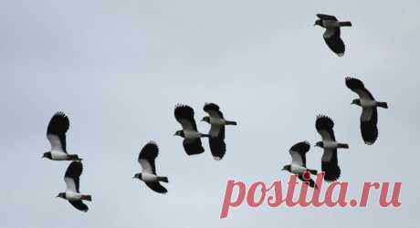 Lapwings circling | Went a bit giddy trying to focus on this… | Flickr