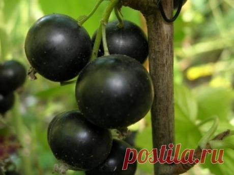 Черная смородина – настоящий садовый деликатес! Самые крупные сорта | 6 соток