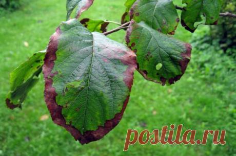 Болезни плодовых деревьев и способы лечения — 6 соток