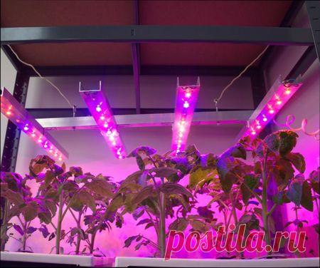 Какие лампы лучше для выращивания растений | ВО САДУ И В ОГОРОДЕ