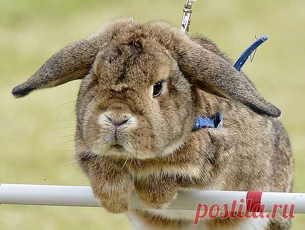 Итак с чего начнем