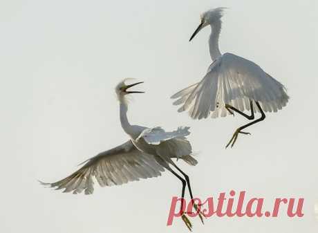 «Воздушные разборки». Автор фото — Александр Маркелов: nat-geo.ru/photo/user/290893/