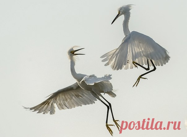 «Воздушные разборки». Автор фото — Александр Маркелов: nat-geo.ru/photo/user/290893/