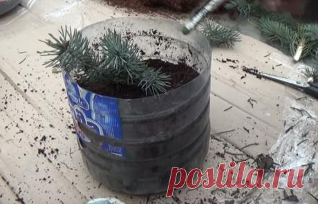 Простой способ размножить голубую ель в домашних условиях