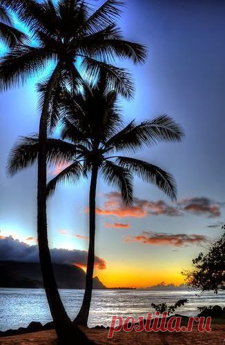 memories of palm island...starfish shooting stars :-) |  Pinterest • Всемирный каталог идей