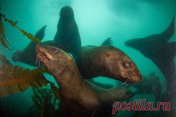 «Инь и Янь» Игривые сивучи в объективе Станислава Захарова: nat-geo.ru/community/user/222924/