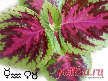 Общий гороскоп на период со 2.03 по 8.03.2020 | Астропропаганда | Яндекс Дзен
✨ Автор: астролог Нина Стрелкова. ✧ Общий гороскоп на период со 2.03 по 8.03.2020 ✧ ✧ Неделя эта не очень гармоничная. Ретроградный Меркурий и соединение Солнца с Нептуном повышают вероятность иллюзий, заблуждений, самообмана, путаницы. Велика вероятность допустить ошибки, опечатки, пропустить важную информацию при подписании договоров, финансовых бумаг, что может вести к материальному ущербу...