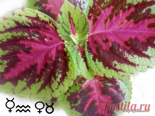 Общий гороскоп на период со 2.03 по 8.03.2020 | Астропропаганда | Яндекс Дзен
✨ Автор: астролог Нина Стрелкова. ✧ Общий гороскоп на период со 2.03 по 8.03.2020 ✧ ✧ Неделя эта не очень гармоничная. Ретроградный Меркурий и соединение Солнца с Нептуном повышают вероятность иллюзий, заблуждений, самообмана, путаницы. Велика вероятность допустить ошибки, опечатки, пропустить важную информацию при подписании договоров, финансовых бумаг, что может вести к материальному ущербу...