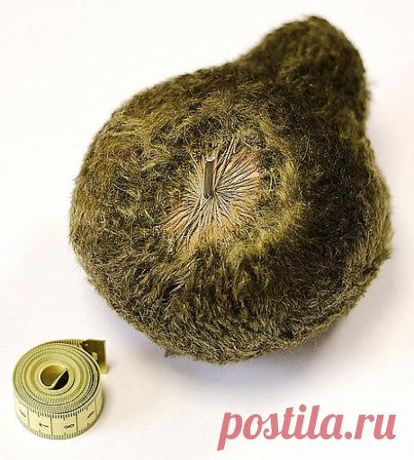 Крепление деталей - Мишки Тедди Наталии Шепель