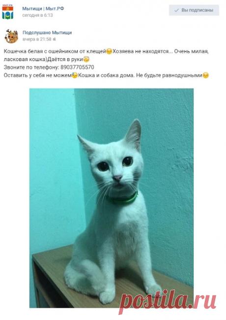 https://vk.com/socrepost?w=wall-151948250_15 Найдена белая кошечка