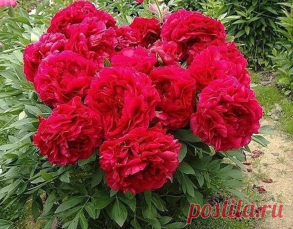 Пионы - календарь ухода

В России пионы – одни из самых любимых цветов. Однажды посаженный куст 
будет радовать великолепным цветением долгие-долгие годы. Начинающих 
любителей этой культуры да и пионоводов со стажем интересует календарь 
ухода за этим многолетником. Вот о нем и поговорим.

Июнь
Первый летний месяц – праздник цветения пионов в саду. Чтобы цветки 
получились крупные, удаляют боковые бутоны, сохраняя по одному на каждом
 побеге. Для сортов с тяжелыми махровы...