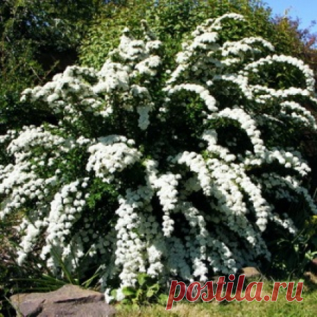 Спирея: как выглядит растение и как его вырастить