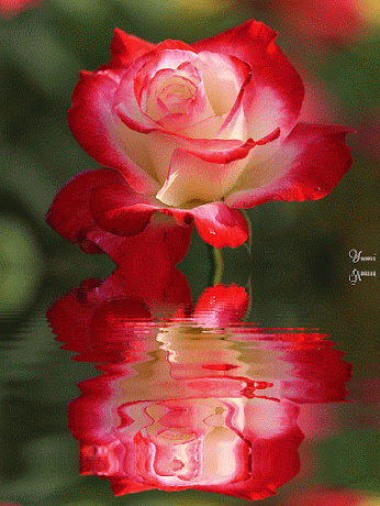 wwls6jjt2pn.gif (346×460)