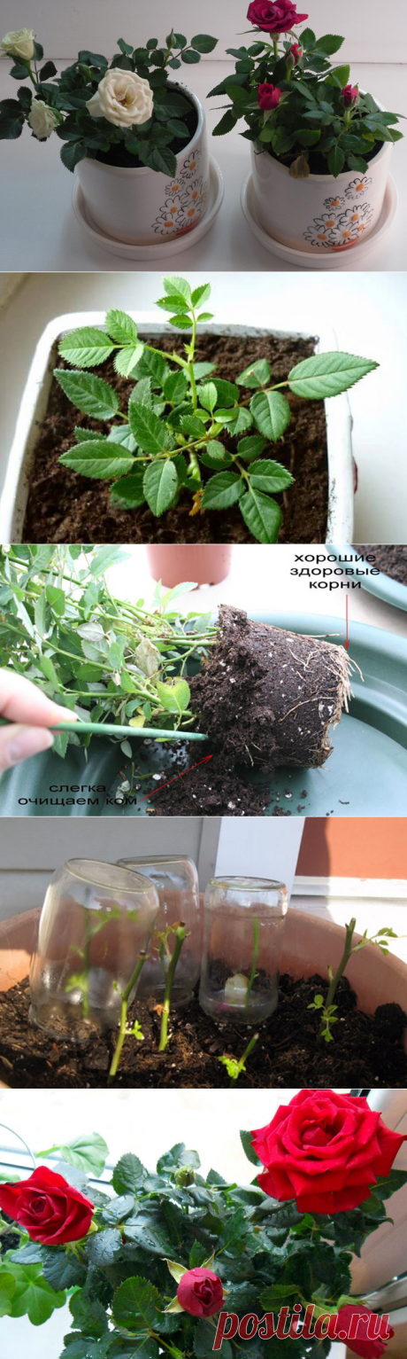 Правильный уход за комнатной розой в домашних условиях | Огород