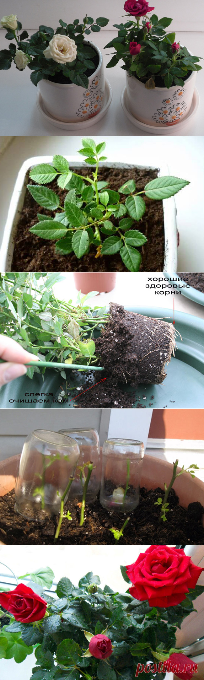 Правильный уход за комнатной розой в домашних условиях | Огород