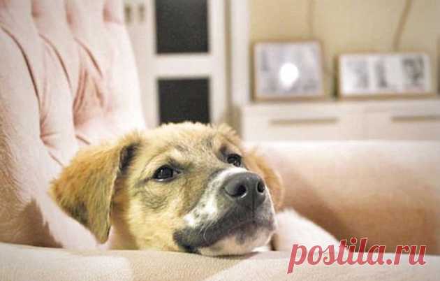 Miserable, The Way In Which Kids Leave Puppy To Die After Covering It With Industrial Glue! But The Puppy Is A Fighter Too!