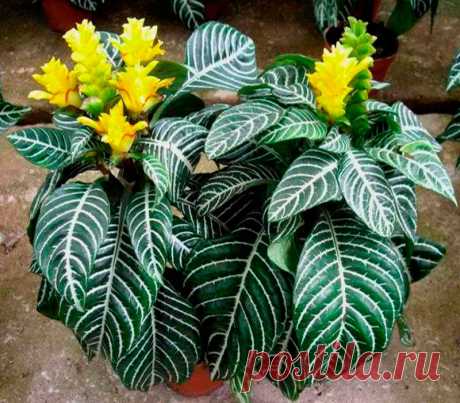 Комнатное растение Афеландра (Aphelandra). Афеландра привлекает внимание своими красными листьями с характерным рисунком. К тому же в течение почти 6-8 недель ее украшает красивое шишкообразное соцветие, достигающее в длину 10-20 см. Цветение происходит весной или летом. При правильном уходе афеландру удается поддерживать в хорошей форме в течение всего года. Высота растения в комнатных условиях невелика - около 30-50 см. Размножение осуществляют верхушечными черенками весной.