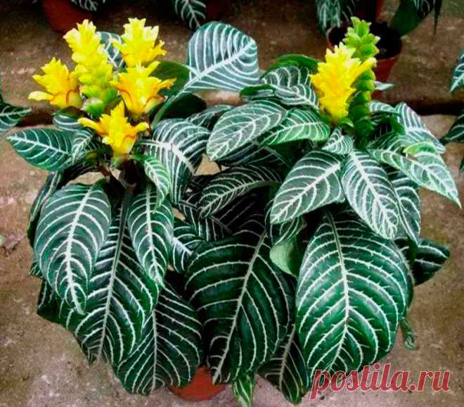 Комнатное растение Афеландра (Aphelandra). Афеландра привлекает внимание своими красными листьями с характерным рисунком. К тому же в течение почти 6-8 недель ее украшает красивое шишкообразное соцветие, достигающее в длину 10-20 см. Цветение происходит весной или летом. При правильном уходе афеландру удается поддерживать в хорошей форме в течение всего года.