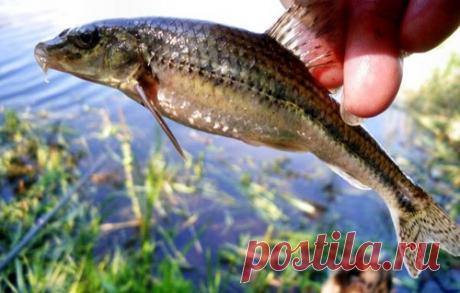 Этот юркий пескарь