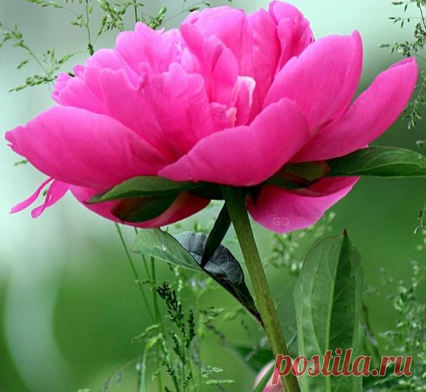 КАКОЙ СЕГОДНЯ ПРАЗДНИК? 7 Июля 2018 г. – Суббота • Иван Купала • День Достоевского • Международный день Днепра • День подсчета камешков на мостовой • День победы русского флота над турецким флотом в Чесменском сражении248 лет • Рождество святого Иоанна Предтечи, крестителя Господня • Международный день кооперативов (International Day of Cooperatives)23 года • Танабата (праздник Любви) - Япония • День независимости - Соломоновы Острова40 лет • День Саба Саба - Танзания • Национальный день…