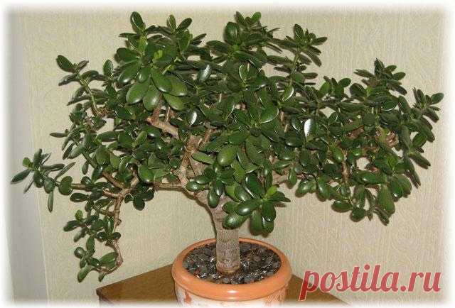 Денежное дерево: приметы, с ним связанные, правильный уход за толстянкой