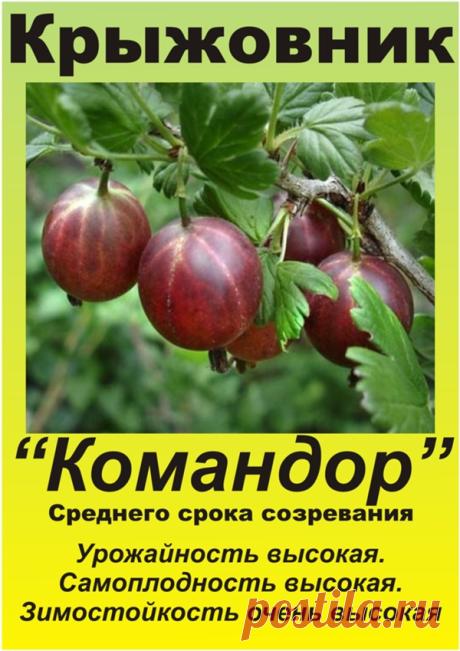 Почти бессеменной крыжовник - Садоводка