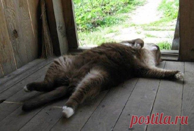 35 обалденных котов, которые умеют правильно отдыхать Какие летом коты? Летом коты особенные! Они выходят погреться на солнышке, подставляя свои мордочки ярким лучам солнца, вдыхая цветочные ароматы. Они охотятся на бабочек и радуют глаз.



 






 


…