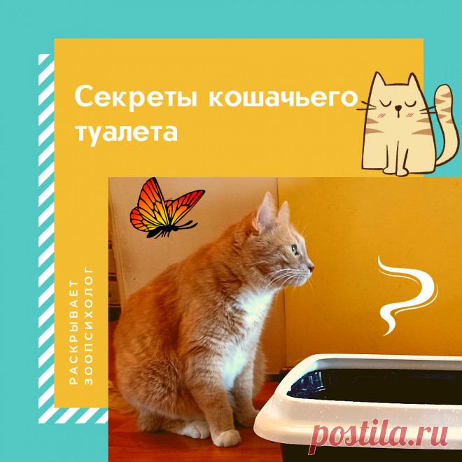 Секреты кошачьего туалета раскрывает зоопсихолог | Дневник кошатницы | Дзен