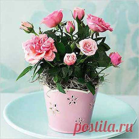 ДЛЯ КОМФОРТА РОЗ.
