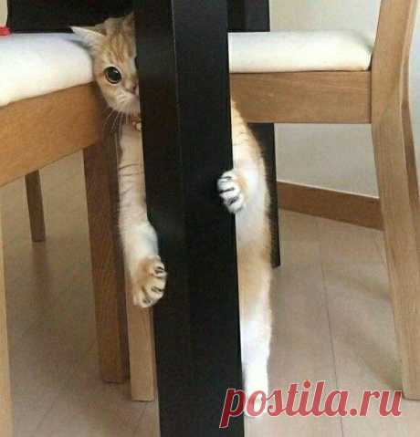Маскировка уровня Кот. Фото пушистых, которые смогли спрятаться так, что хозяева их потеряли #2 | Котомания | Яндекс Дзен