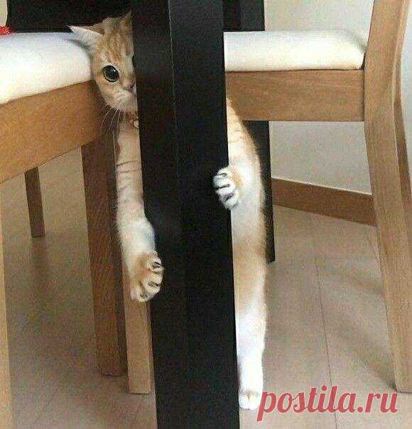 Маскировка уровня Кот. Фото пушистых, которые смогли спрятаться так, что хозяева их потеряли #2 | Котомания | Яндекс Дзен