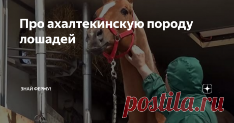 Про ахалтекинскую породу лошадей «Золотой конь» или ахалтекинская лошадь выведена на территории Туркменистана. Это универсальные животные, применяемые в спорте, скачках, пробежке, входят в тройку старейших пород на Земле. Пылкие и шумные, они требуют много времени и затрат на содержание. Благодаря ахалтекинцам были выведены арабские скакуны, английские верховые, голландские теплокровные. А также немецкие лошади: ганноверские,