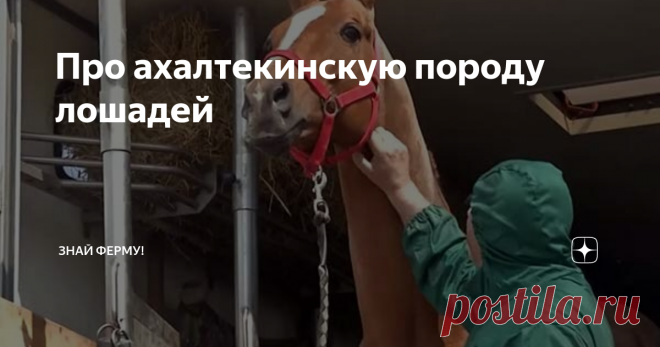 Про ахалтекинскую породу лошадей «Золотой конь» или ахалтекинская лошадь выведена на территории Туркменистана. Это универсальные животные, применяемые в спорте, скачках, пробежке, входят в тройку старейших пород на Земле. Пылкие и шумные, они требуют много времени и затрат на содержание. Благодаря ахалтекинцам были выведены арабские скакуны, английские верховые, голландские теплокровные. А также немецкие лошади: ганноверские,