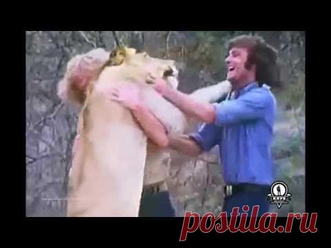 Встреча старых друзей / Видео / Моя Планета