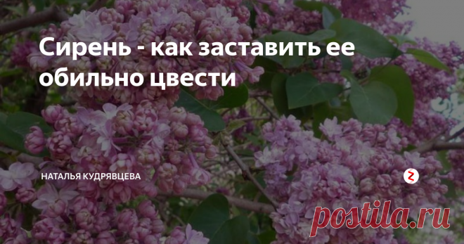 Сирень - как заставить ее обильно цвести Какие условия нужны сирени для того, чтобы она подольше радовала нас своим цветением
