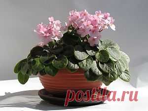 Укоренение фиалок | Цветы и травы